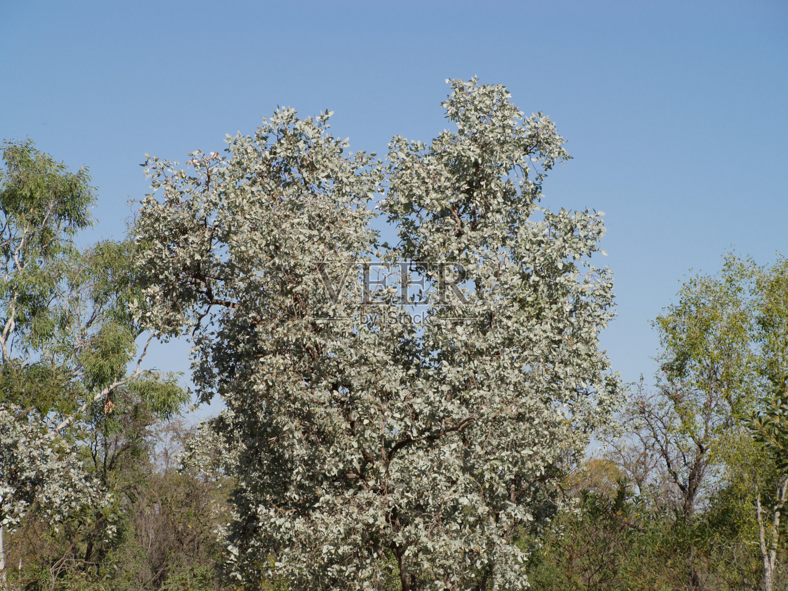 澳大利亚西部金伯利地区照片摄影图片
