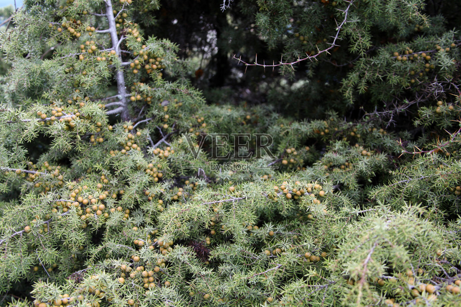 松树照片摄影图片