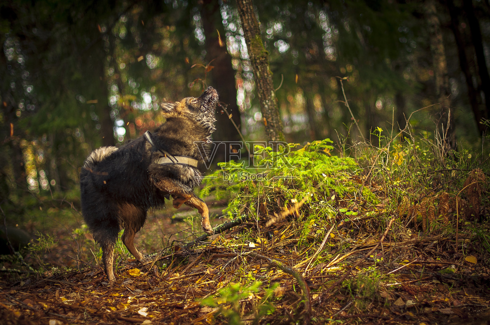 跳完lapphund照片摄影图片