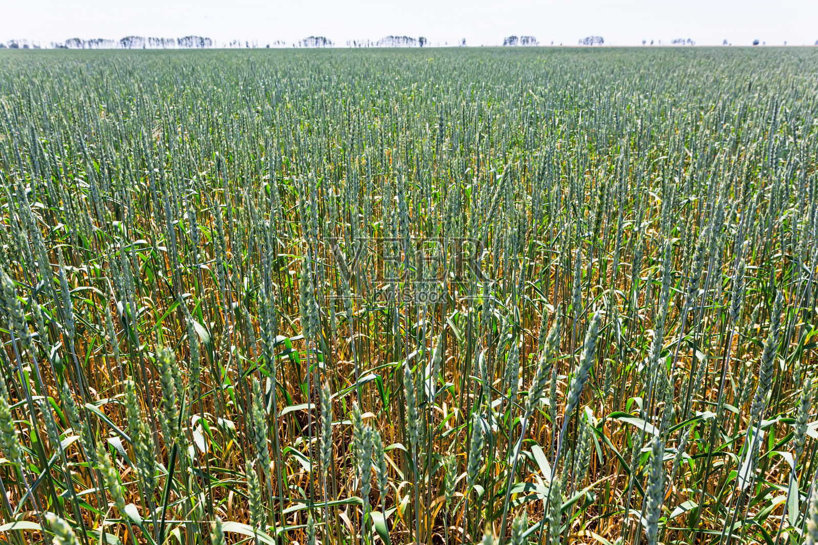 长满小麦的绿地照片摄影图片