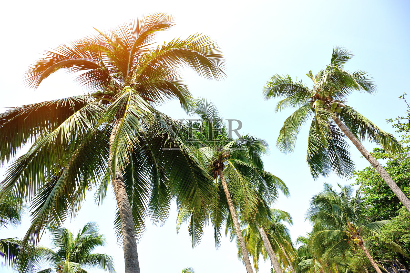 三亚海滩上的棕榈树照片摄影图片