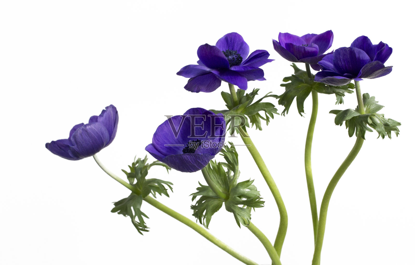 海葵花照片摄影图片