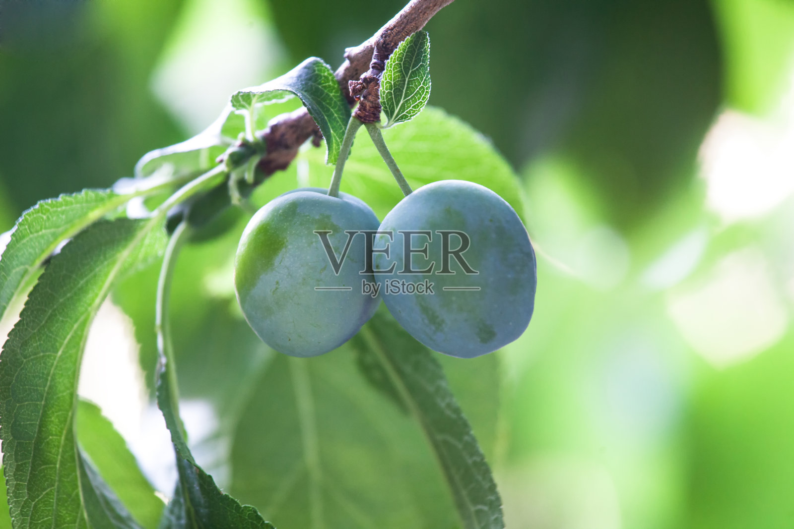 成熟的李子照片摄影图片