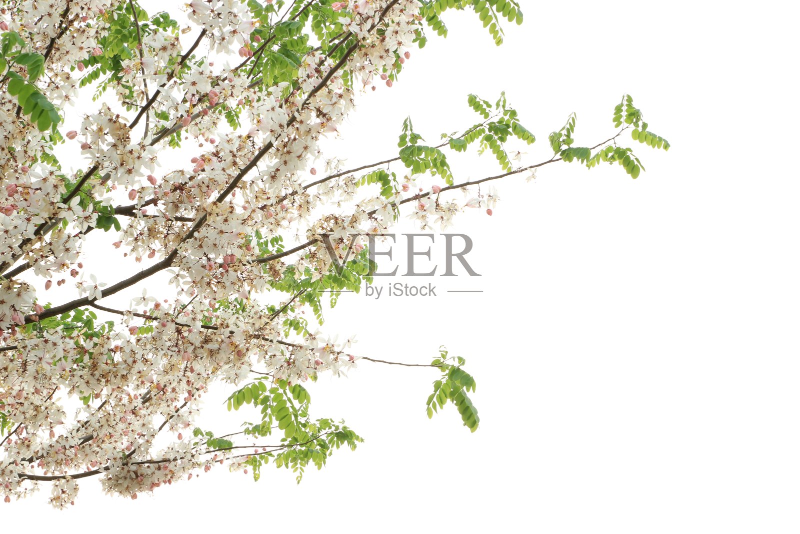 白底上的百合科照片摄影图片