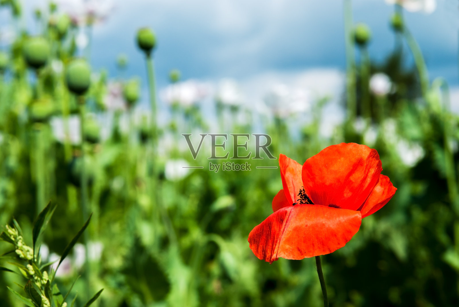 红色罂粟花照片摄影图片