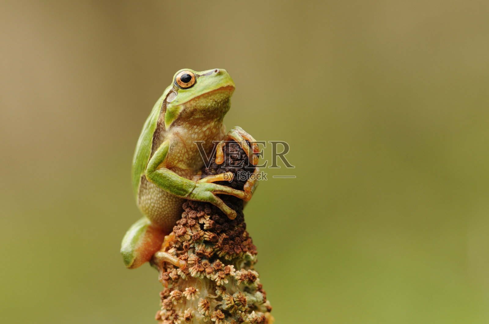 欧洲树蛙照片摄影图片