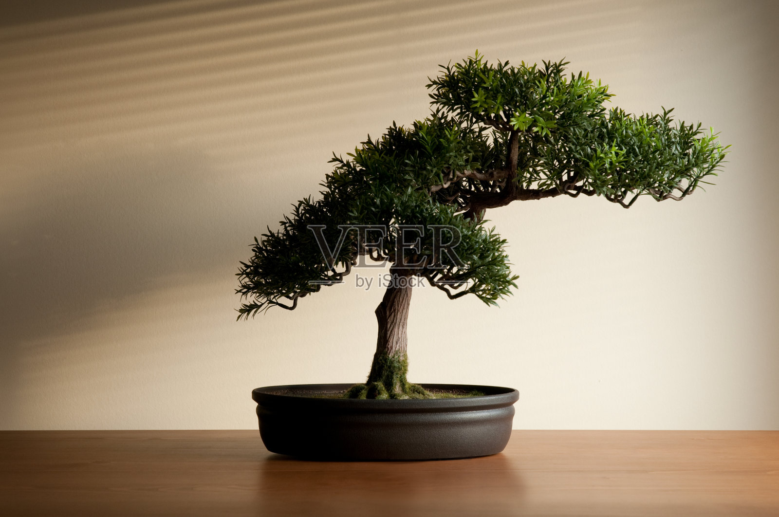 盆景照片摄影图片