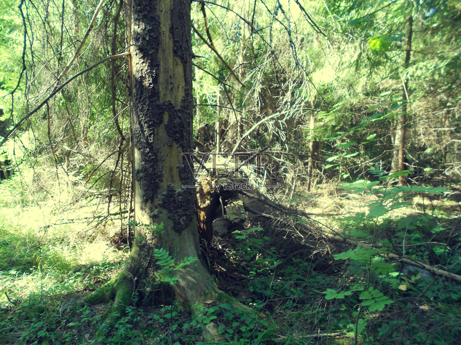 森林照片摄影图片