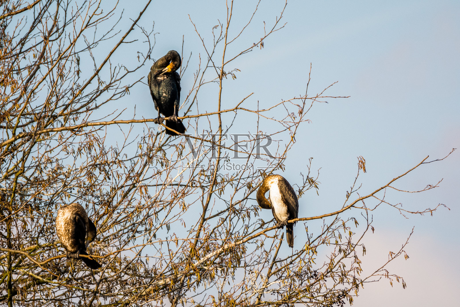 德雷·科莫兰照片摄影图片