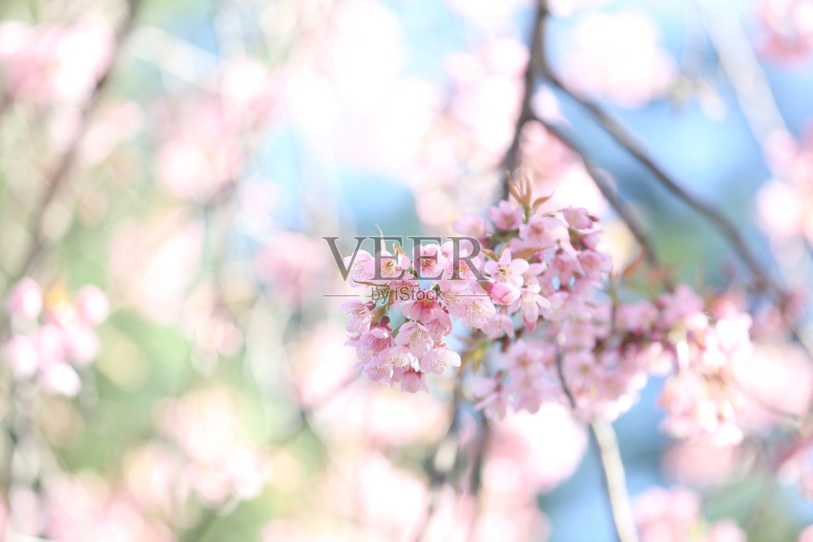 樱花盛开照片摄影图片