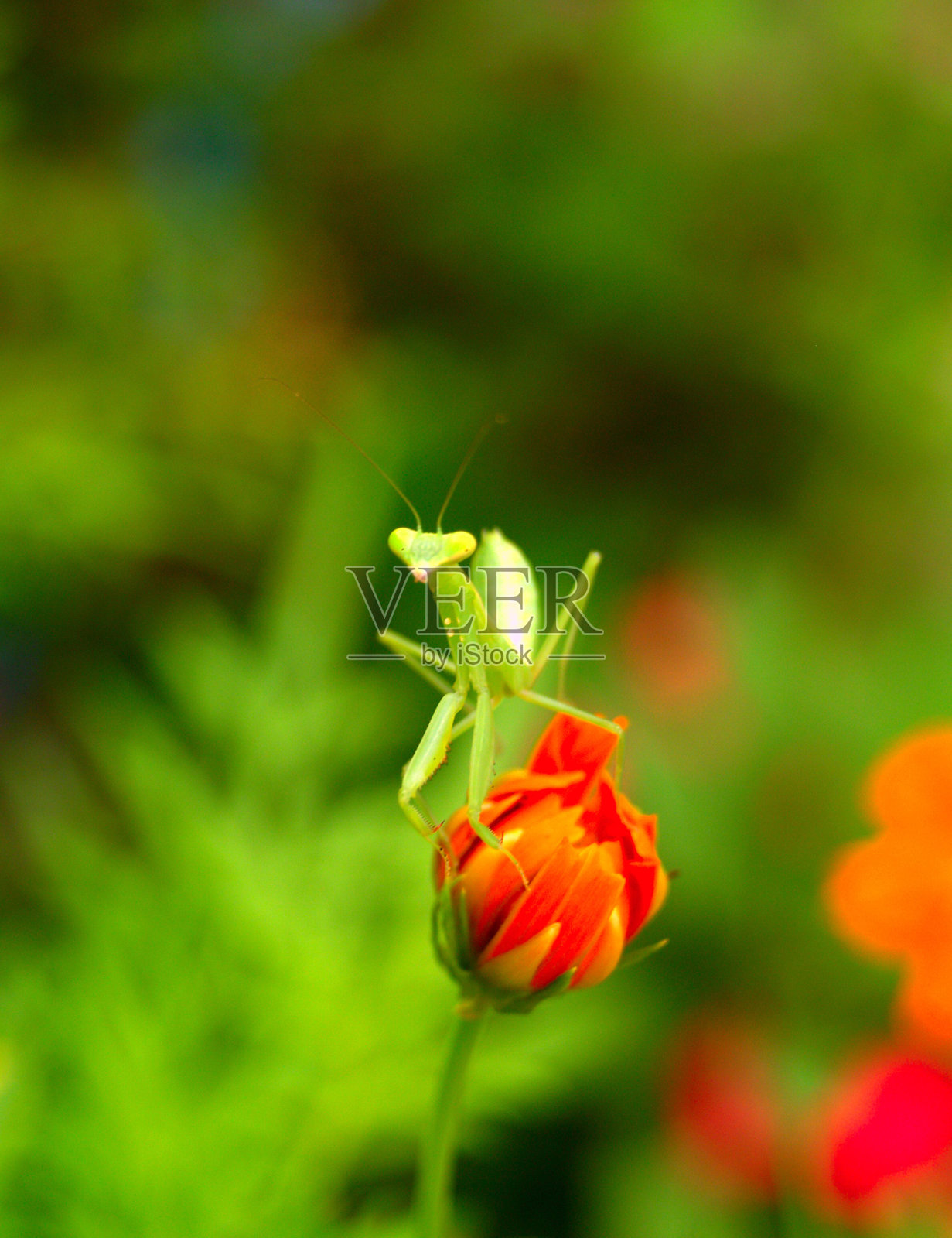 蚱蜢照片摄影图片