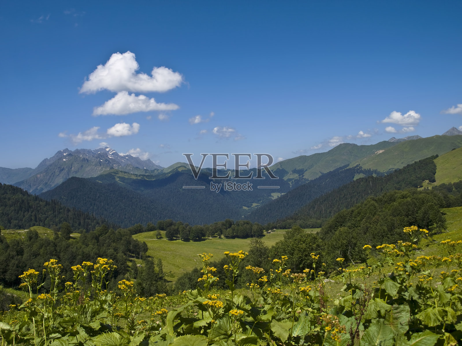 山谷景色与鲜花照片摄影图片