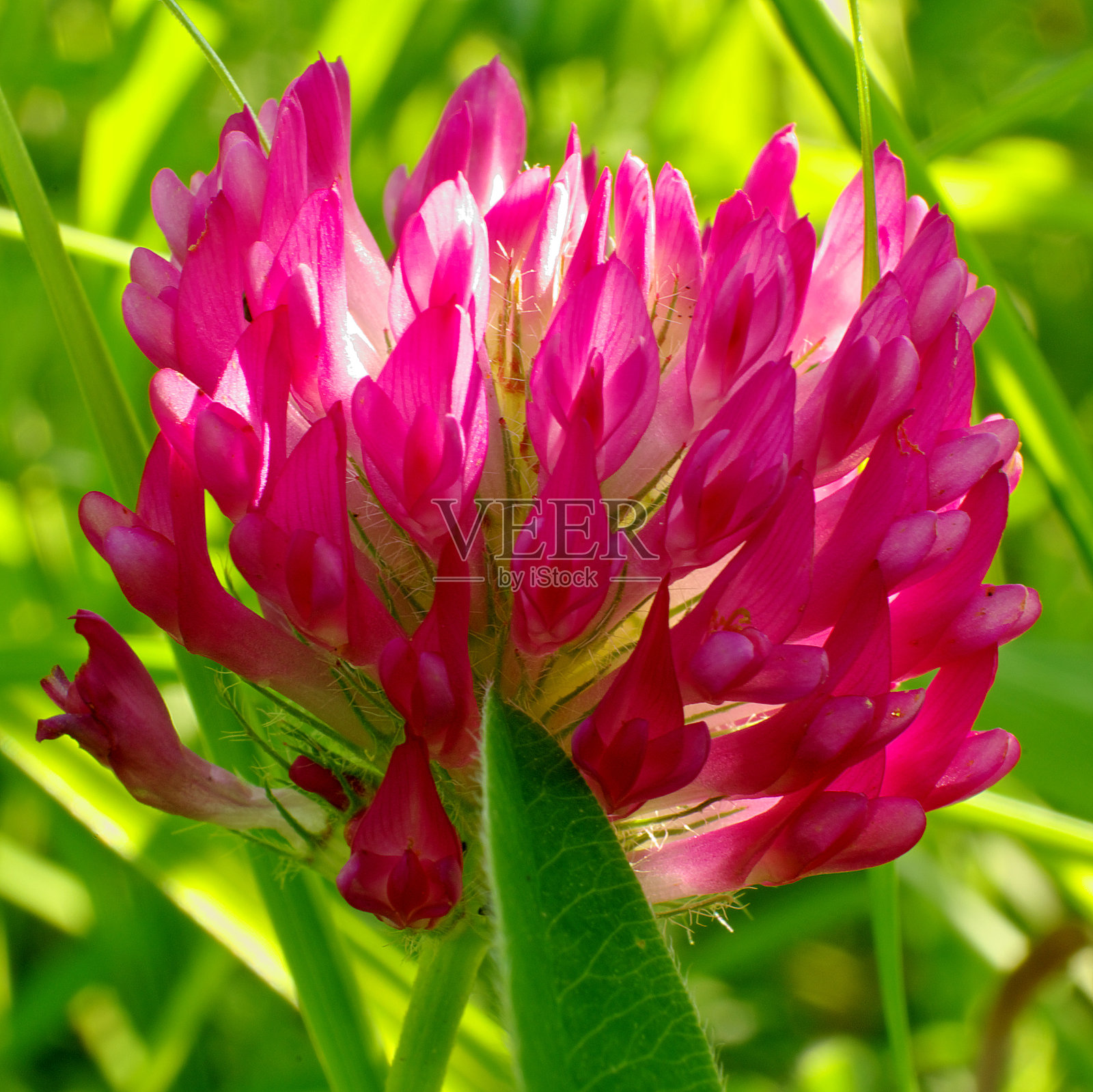红三叶草照片摄影图片