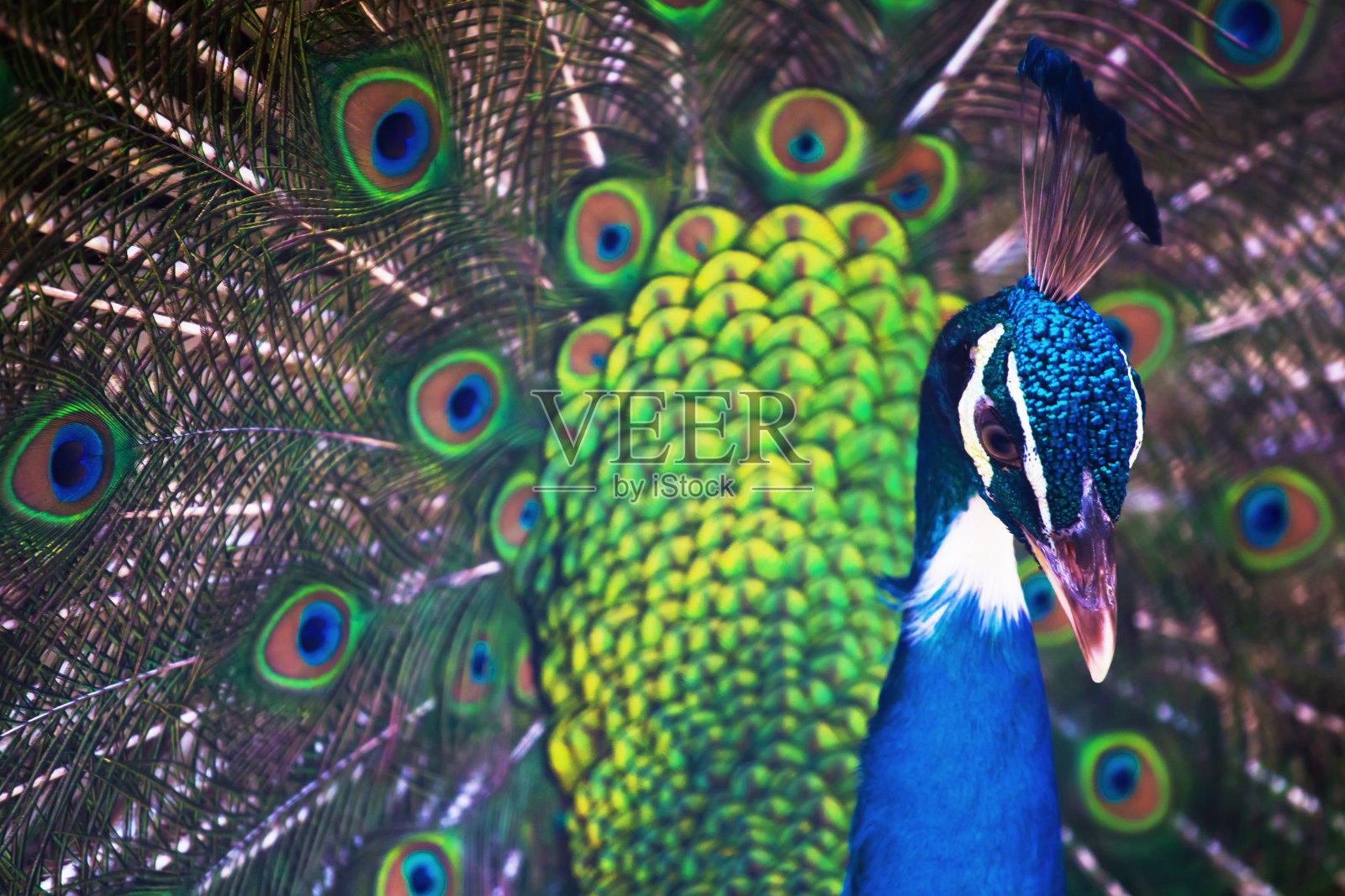 漂亮的孔雀长出了羽毛照片摄影图片