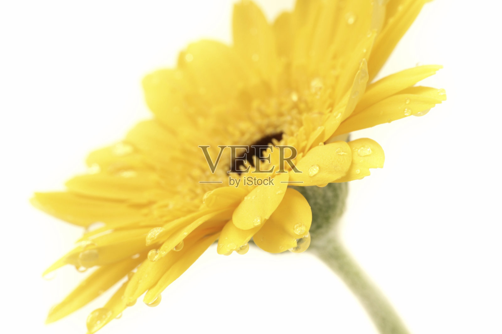 新鲜的非洲菊照片摄影图片