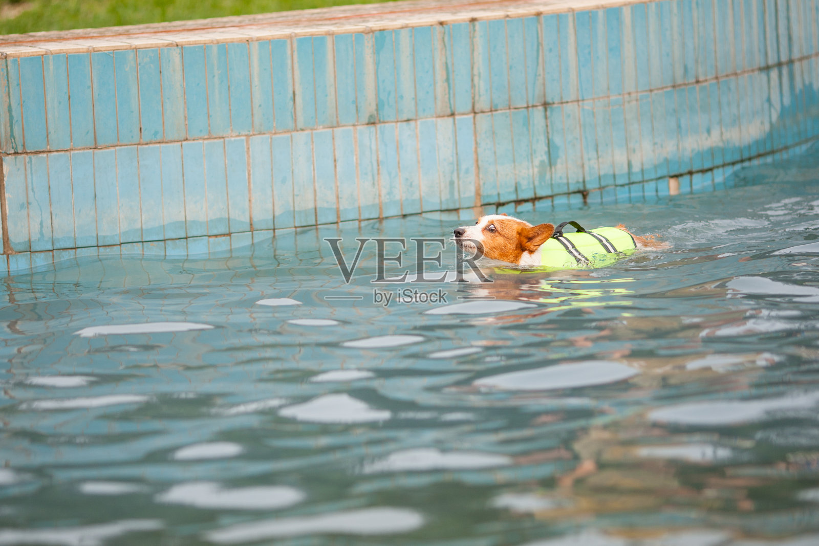 一只成年威尔士柯基彭布罗克在公园里游泳照片摄影图片