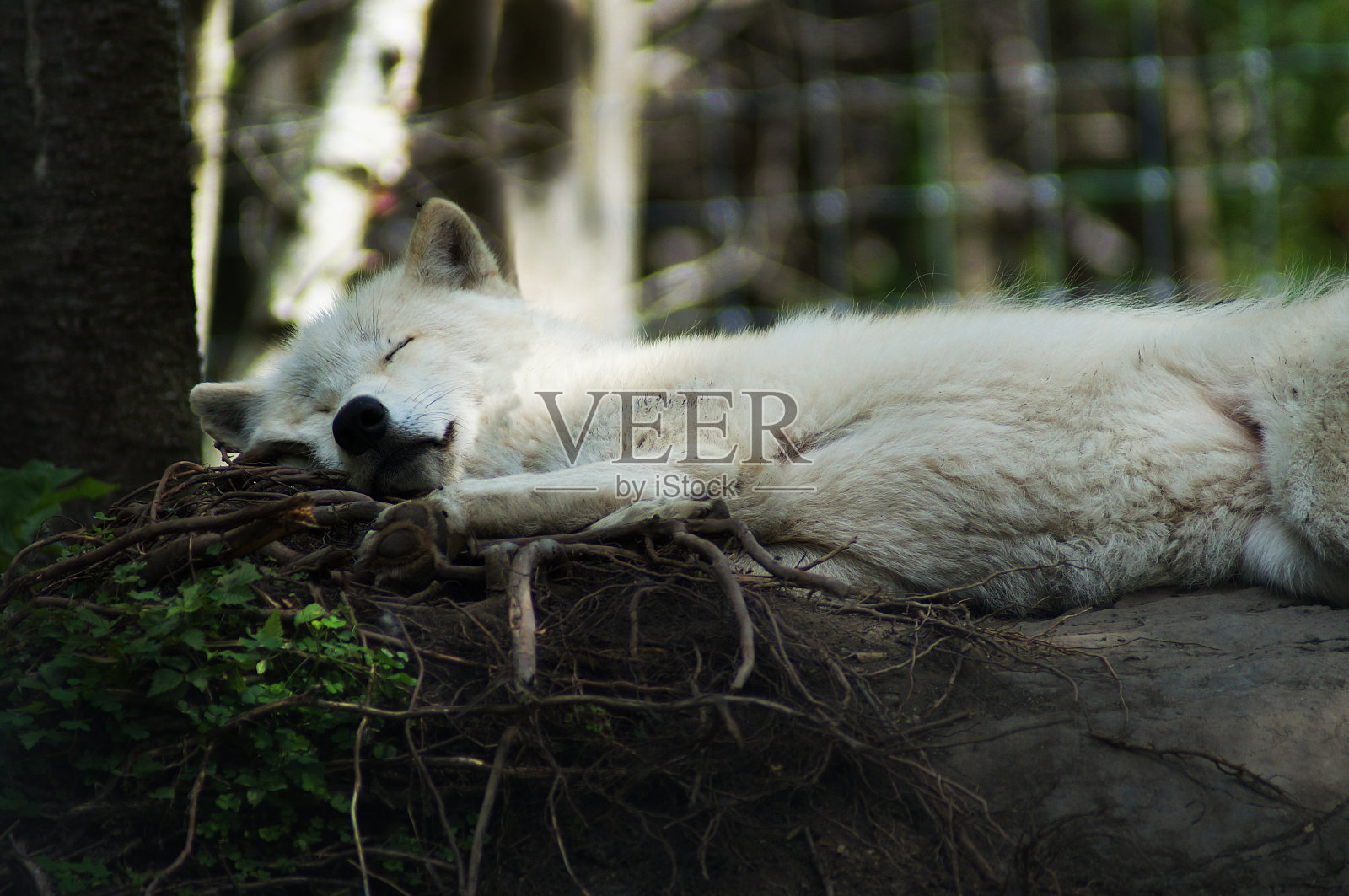 北极狼睡觉照片摄影图片