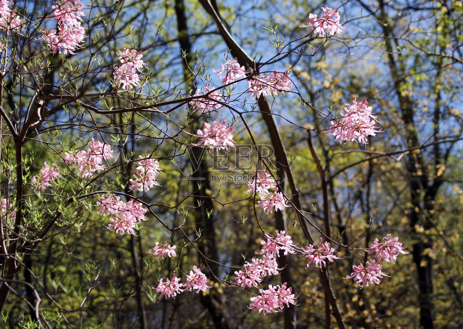 美丽的野生杜鹃花在阳光照耀的东田纳西州照片摄影图片