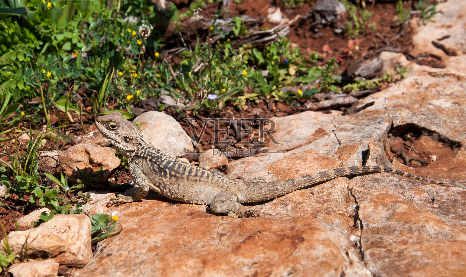 塞浦路斯迪洛斯岛的岩石上的蜥蜴照片摄影图片