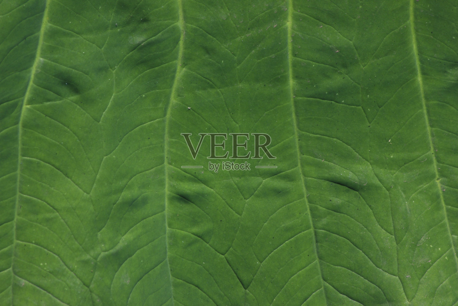 绿色的叶子照片摄影图片