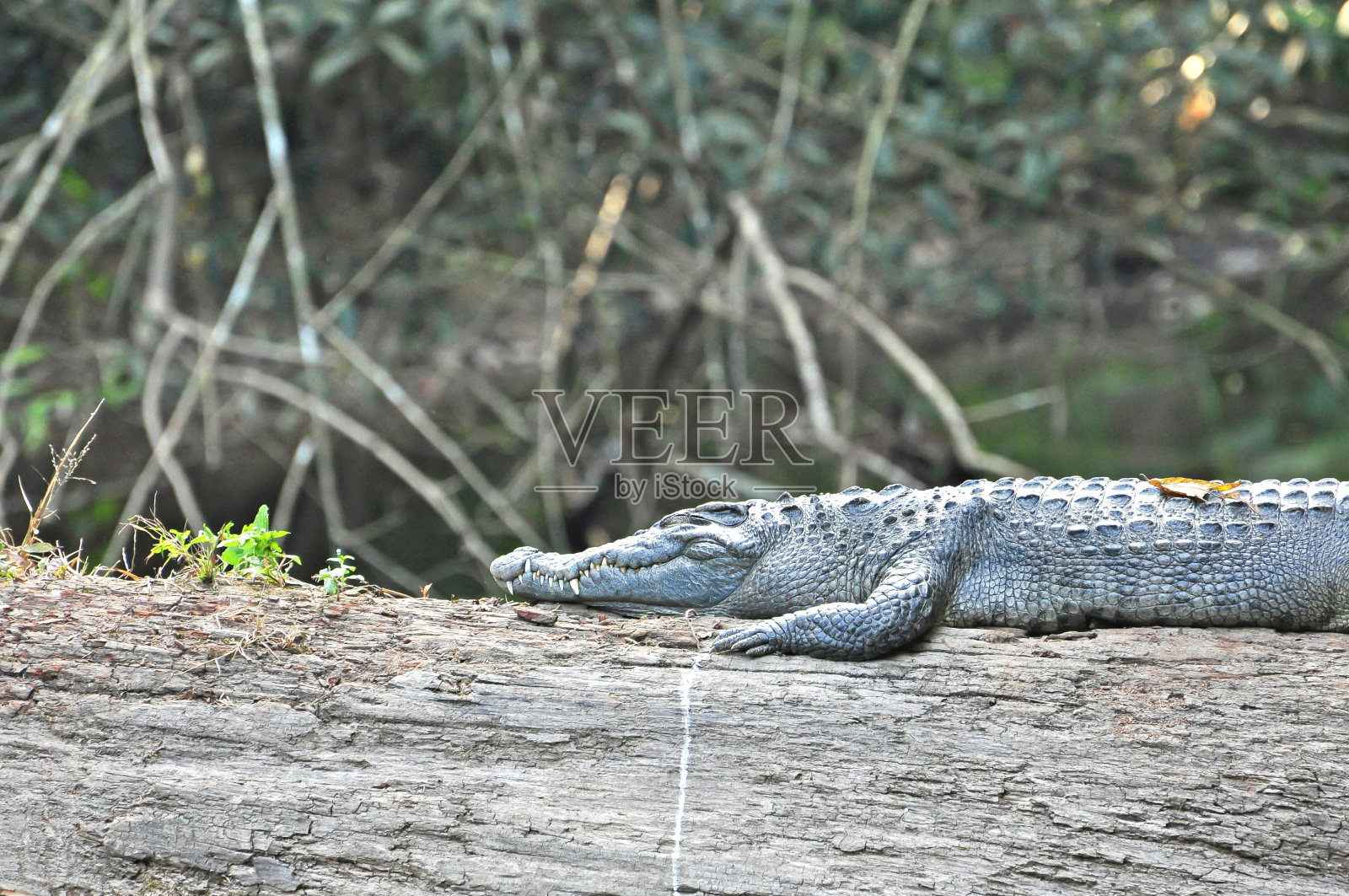 Khao Yai国家公园的鳄鱼照片摄影图片