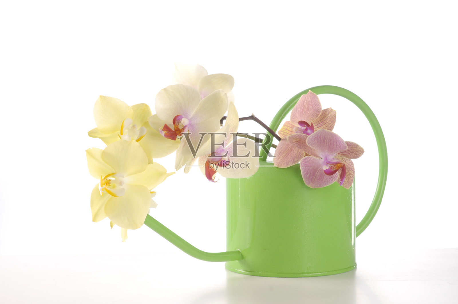 喷壶里的多色蝴蝶兰花照片摄影图片