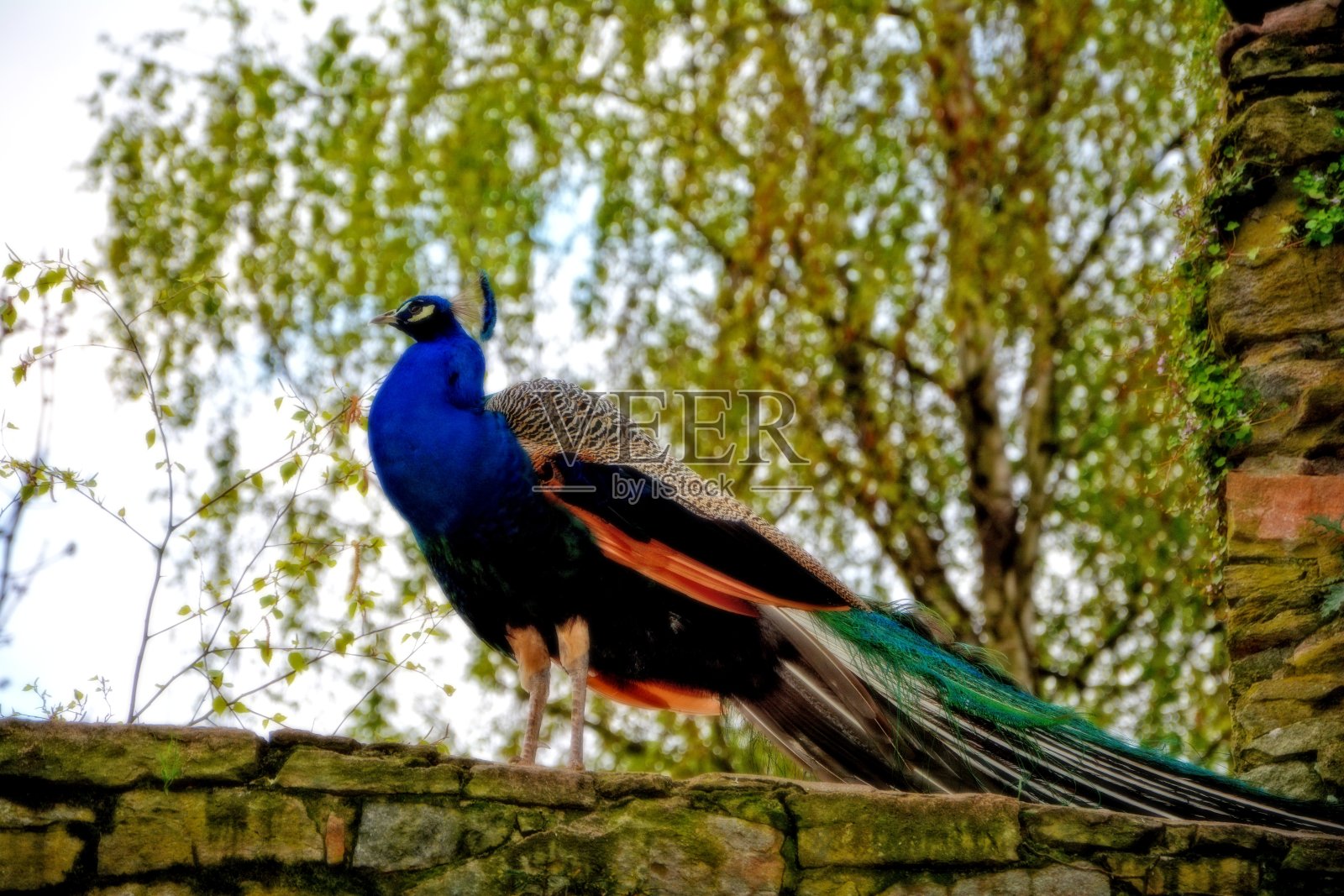 老石墙上的孔雀照片摄影图片