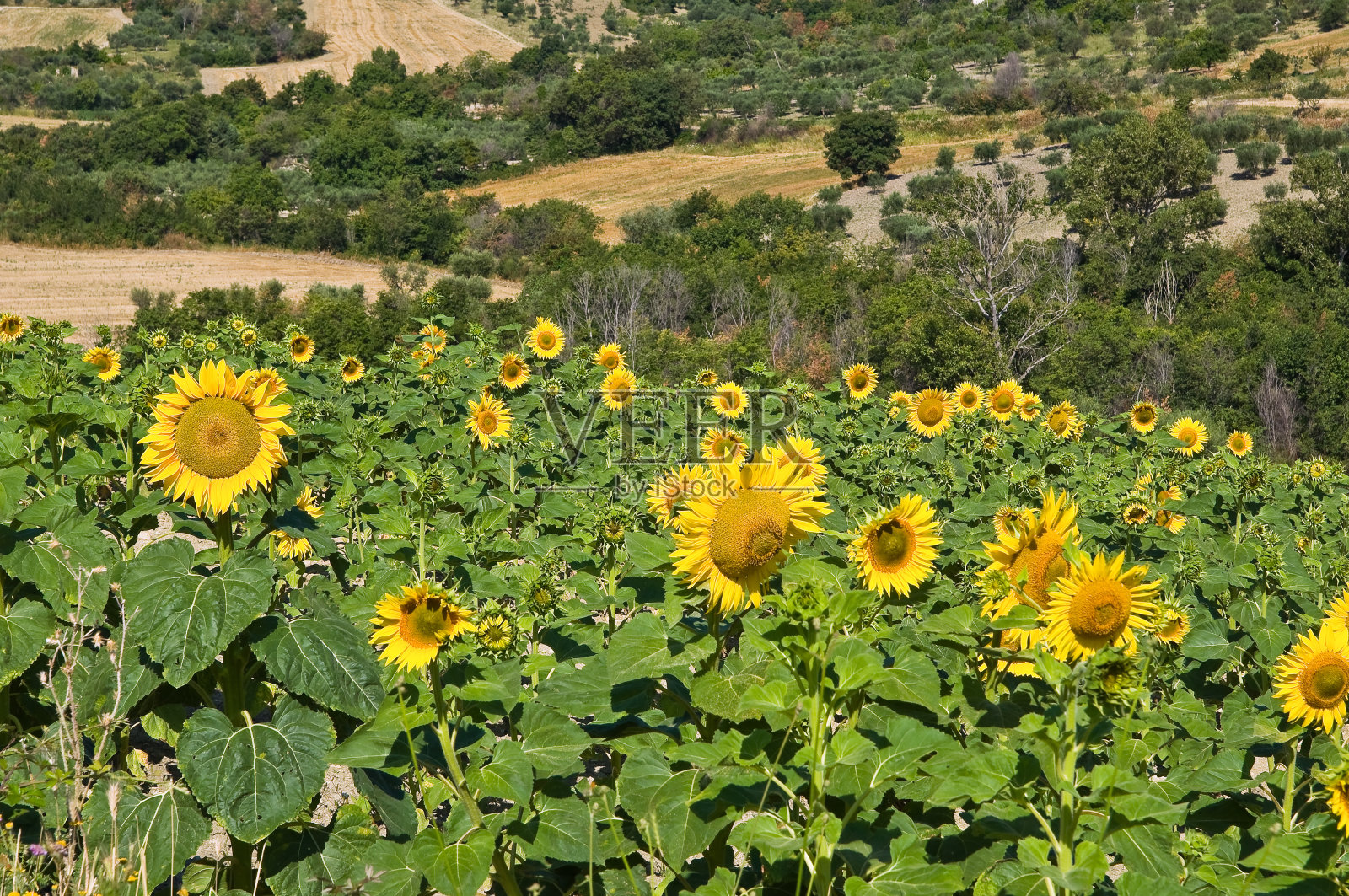 向日葵。照片摄影图片
