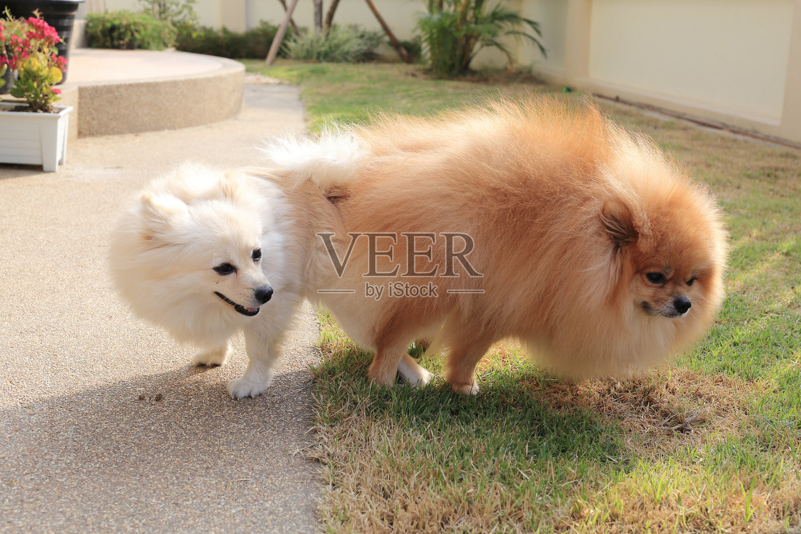 波美拉尼亚的狗交配照片摄影图片