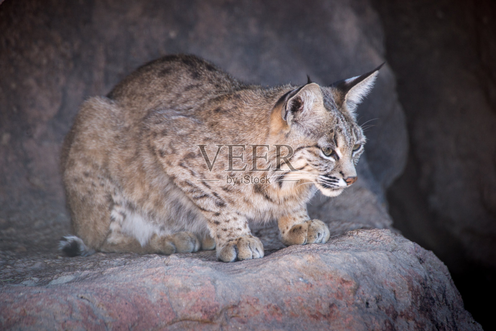 验布,警惕的山猫照片摄影图片