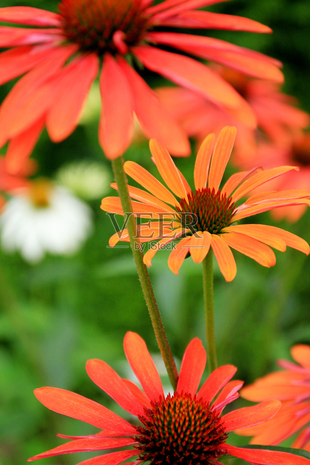 夏季花园里的圆锥花照片摄影图片