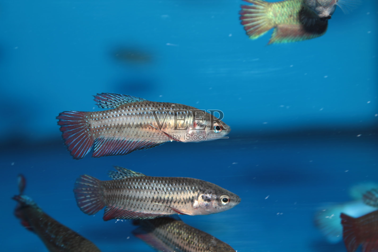 暹罗斗鱼(斗鱼)的雌性水族鱼照片摄影图片