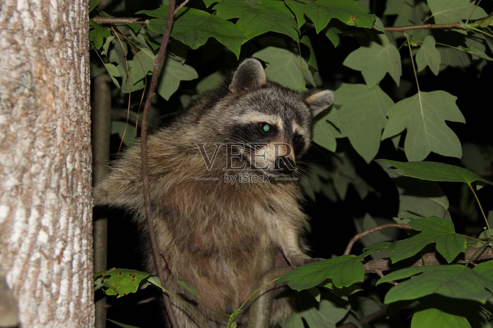 浣熊照片摄影图片