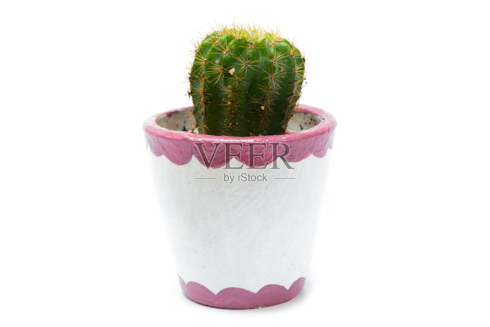 仙人掌照片摄影图片