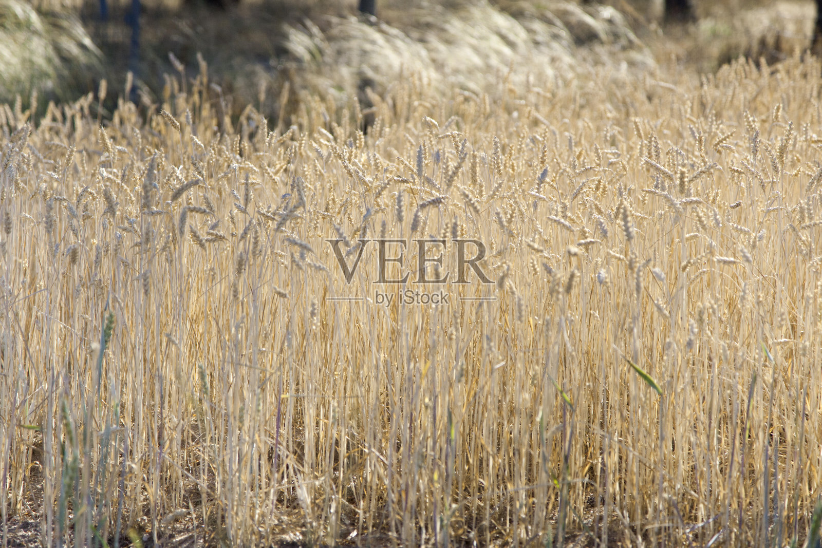 麦田照片摄影图片