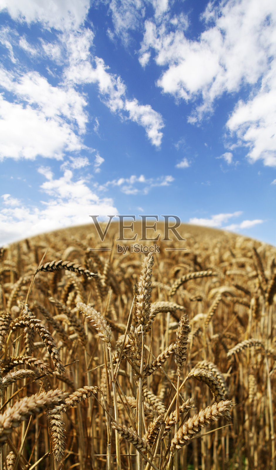 麦田对天特写照片摄影图片