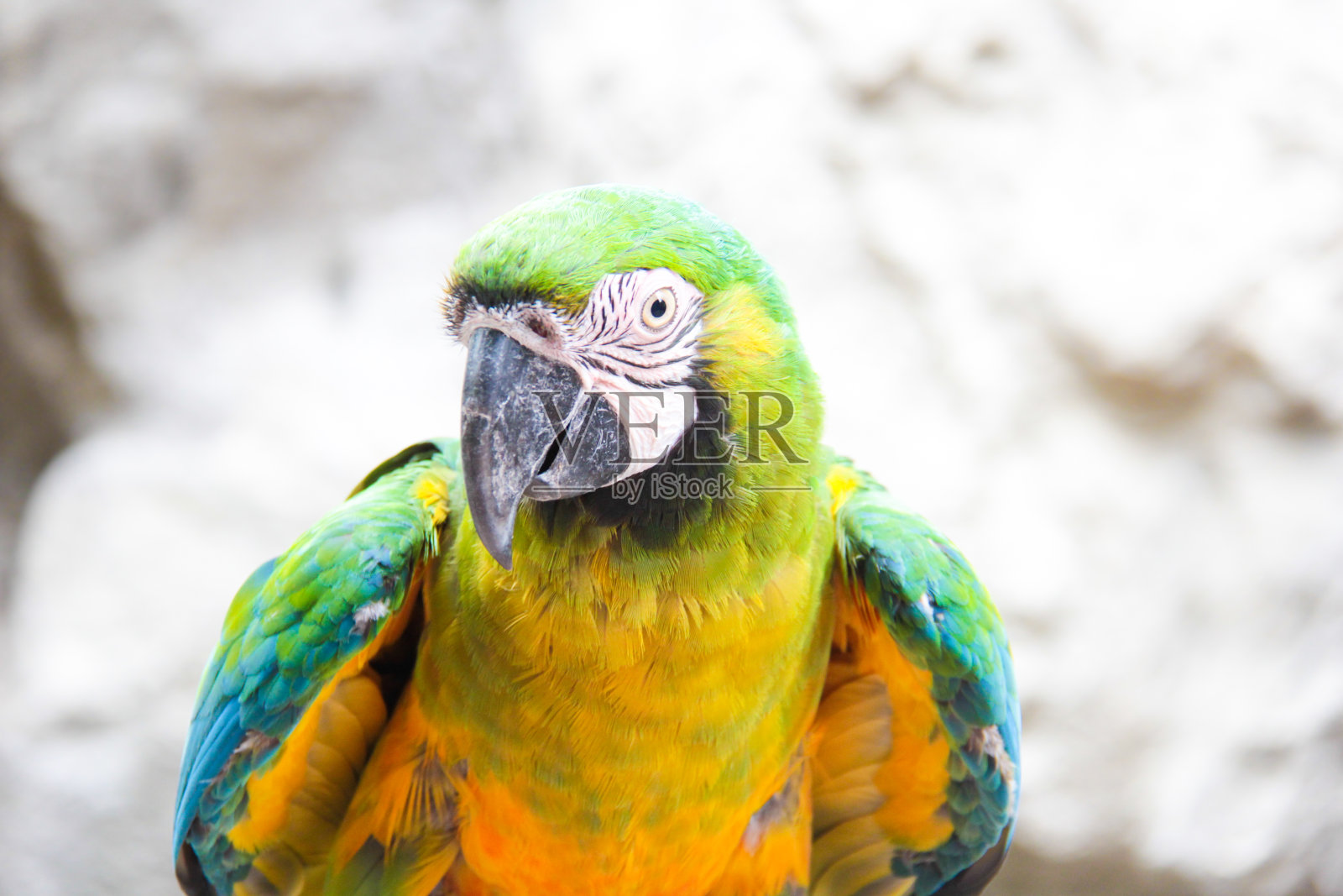 金刚鹦鹉站着照片摄影图片