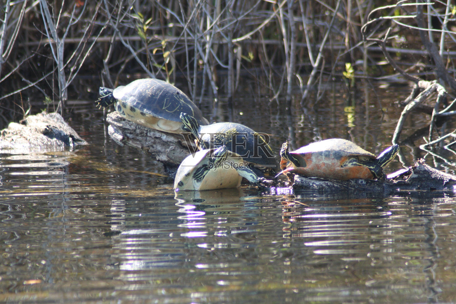 原木上的红腹Cooters照片摄影图片