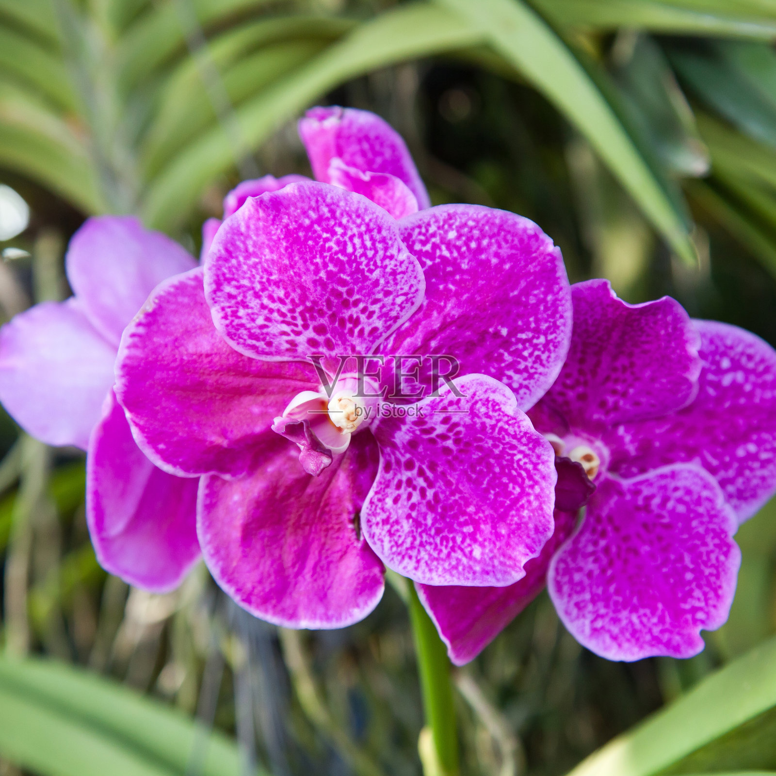 美丽的兰花照片摄影图片