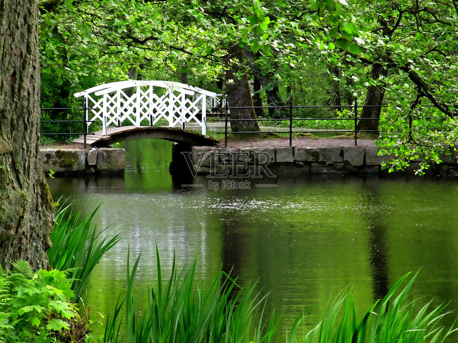 池塘照片摄影图片