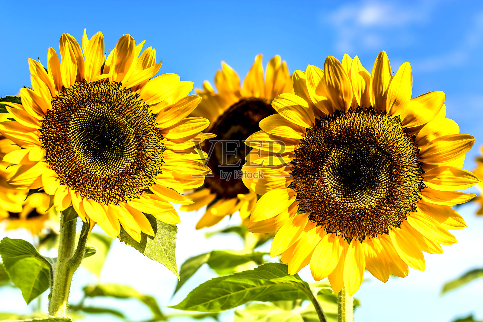 向日葵照片摄影图片