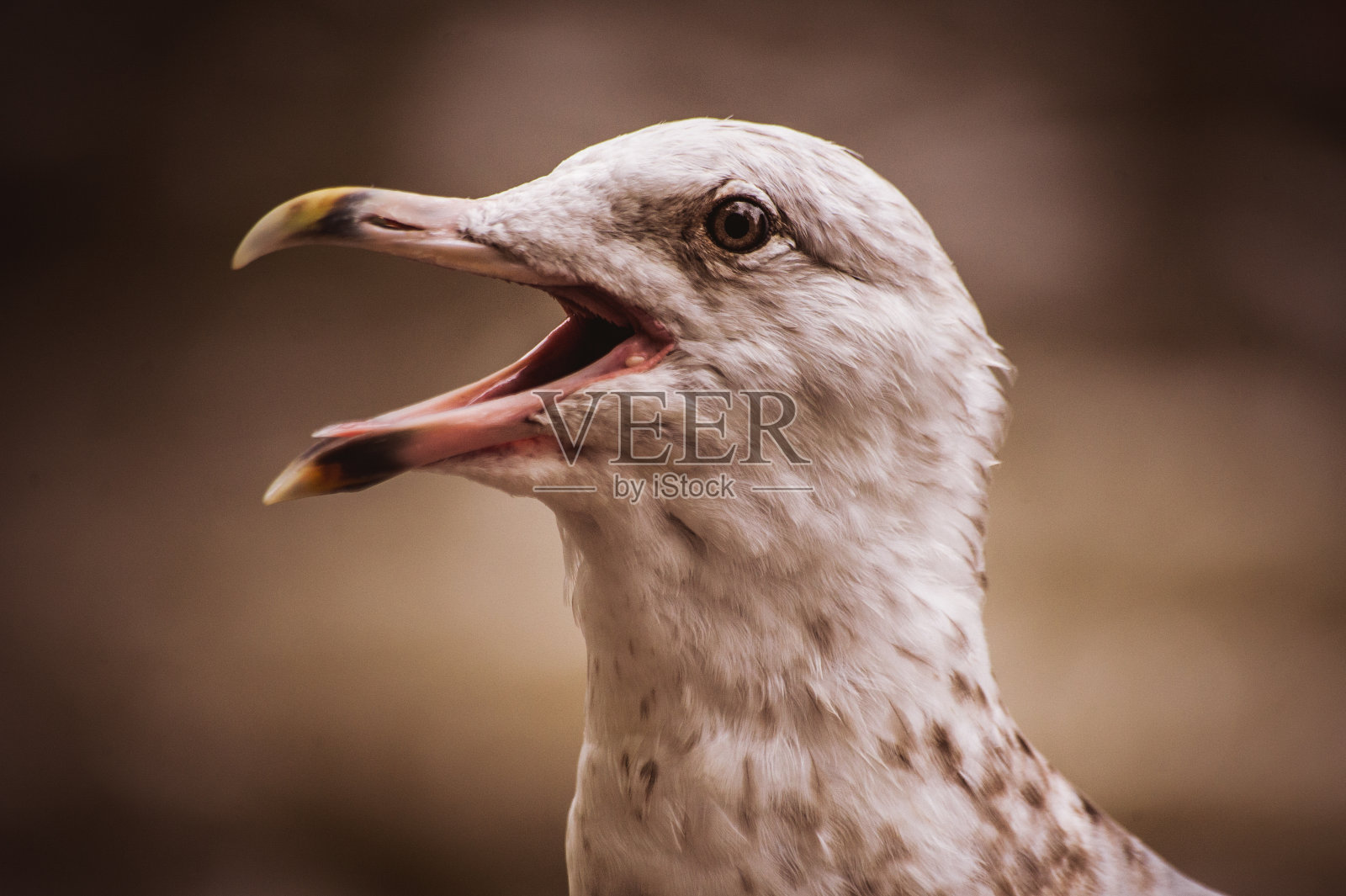 海鸥站在一根木柱上照片摄影图片