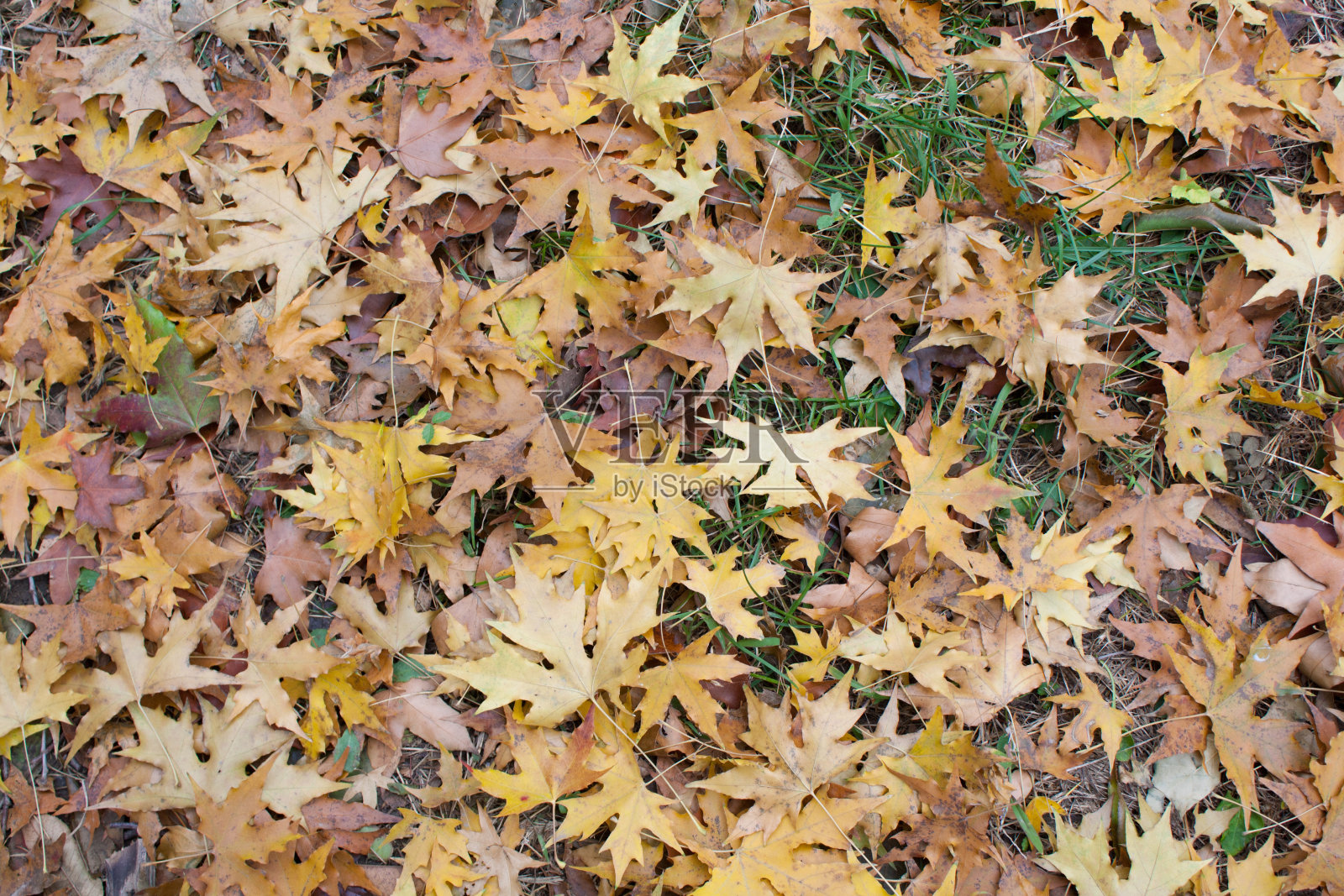 秋天的落叶照片摄影图片