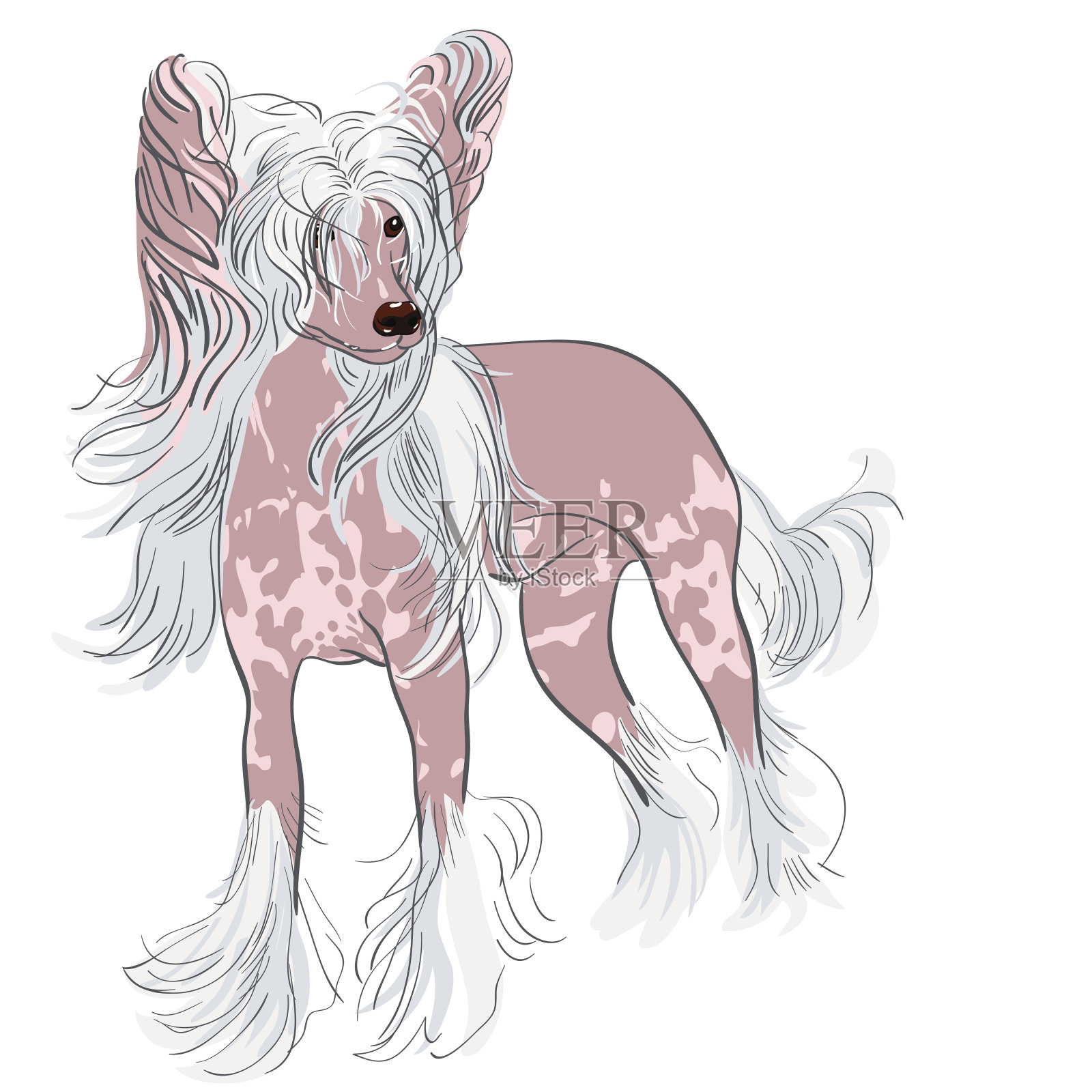 媒介犬中国冠毛品种插画图片素材