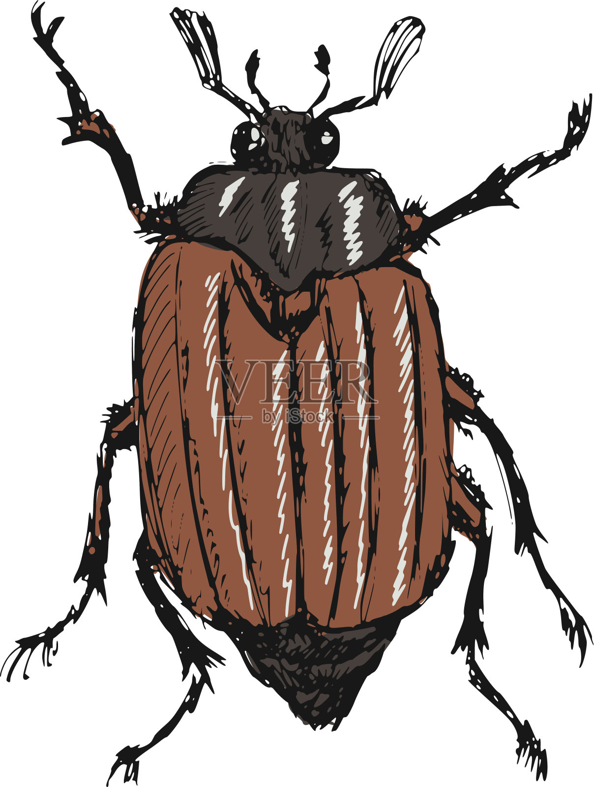 金龟子设计元素图片