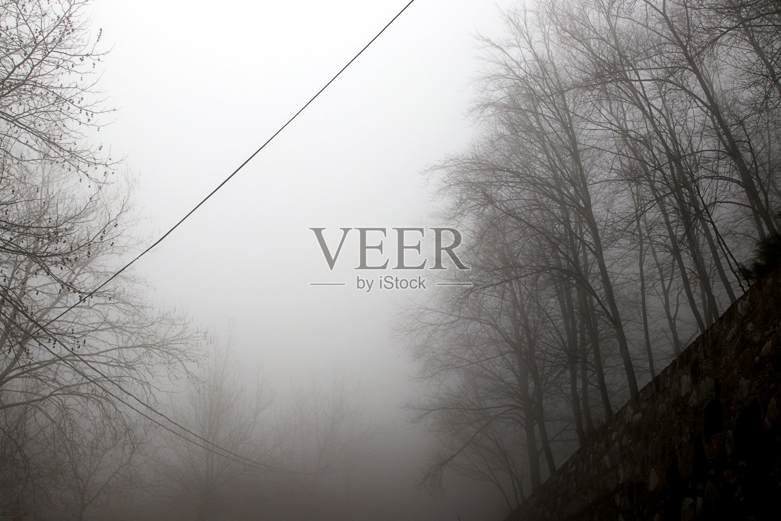 多雾的天气和树木照片摄影图片