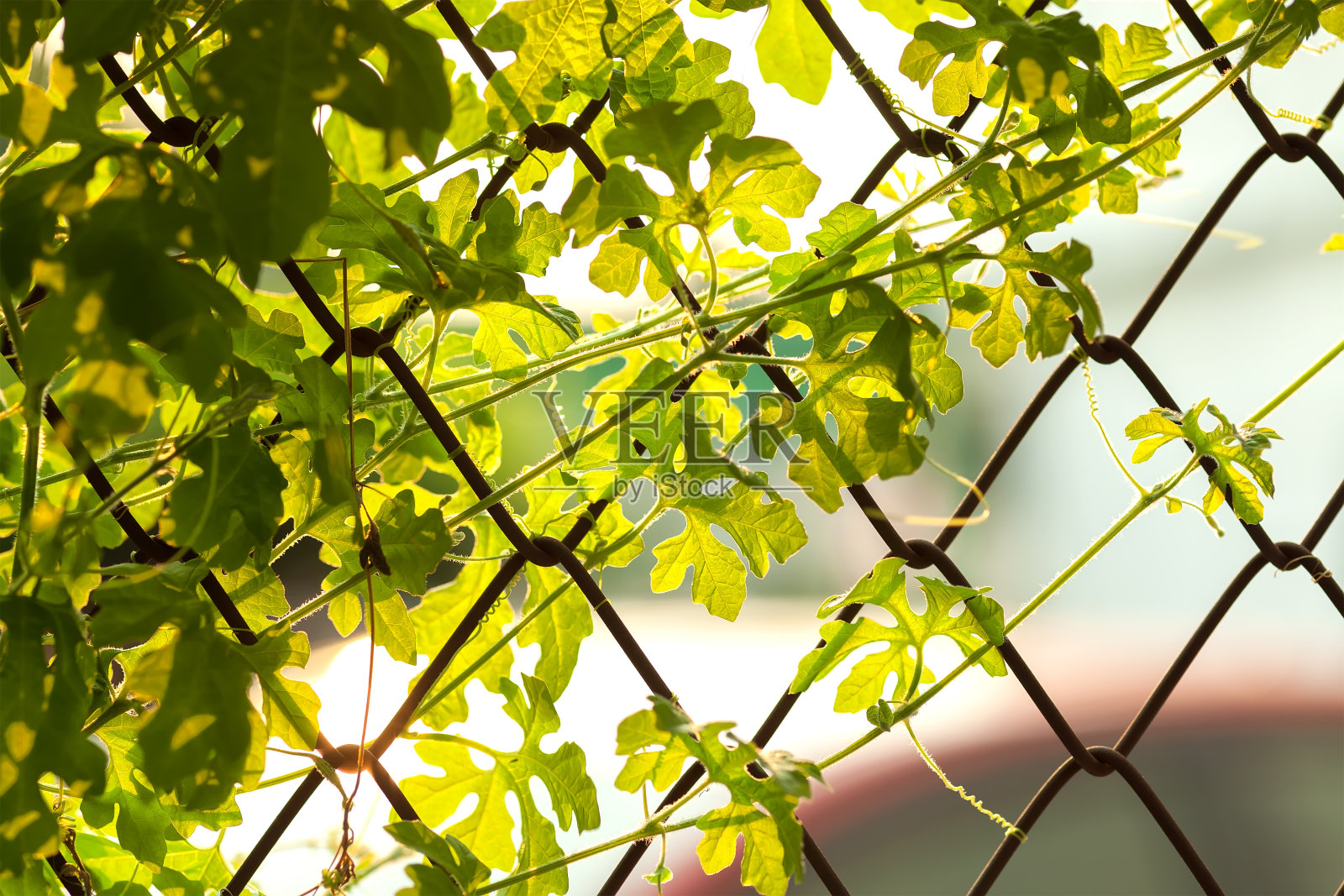 树叶日落夏日放松背景照片摄影图片