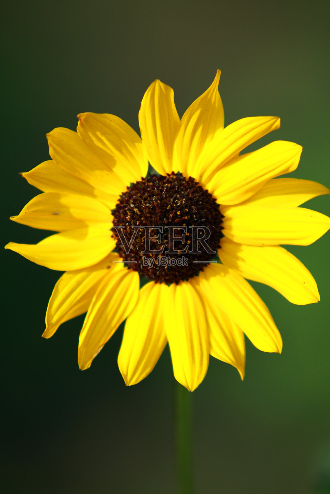 向日葵照片摄影图片