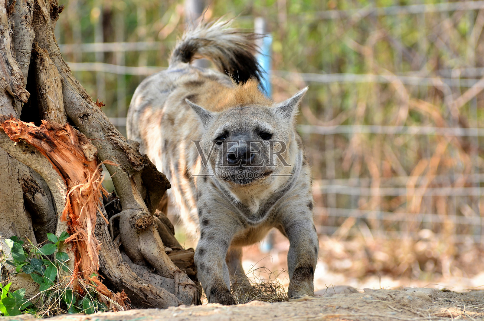 斑点鬣狗照片摄影图片
