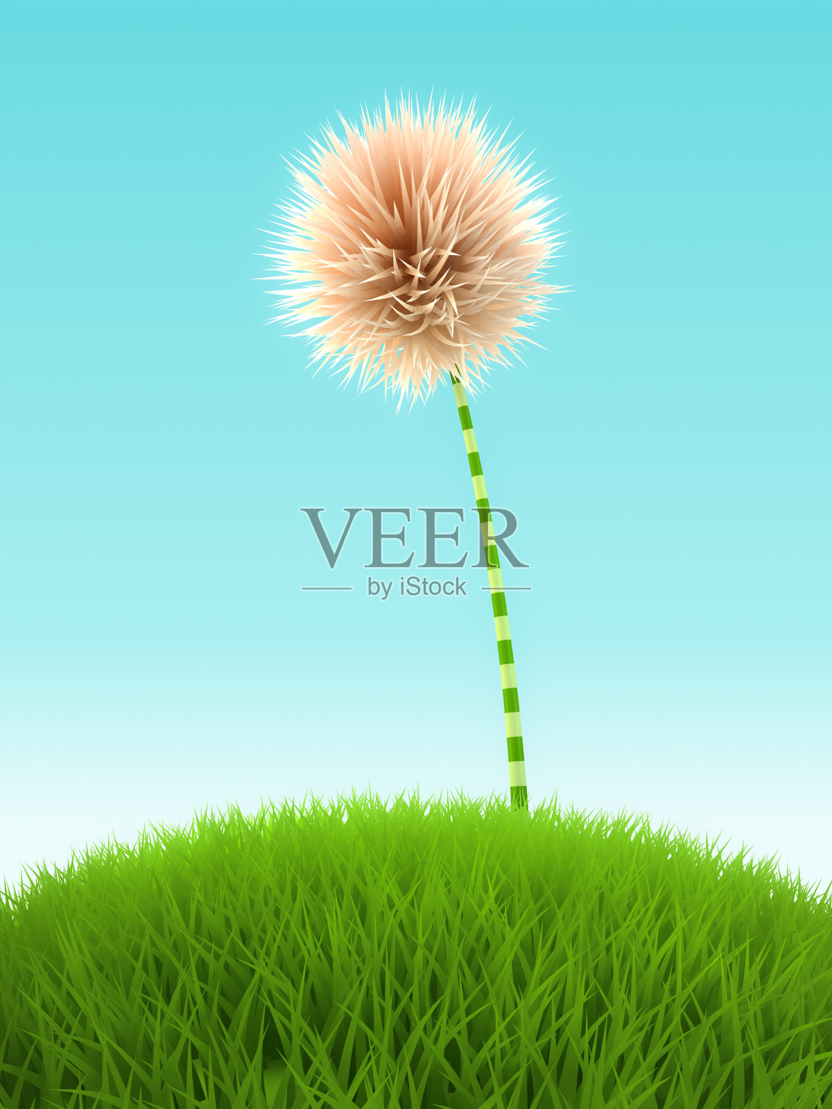 白色的三叶草花在蓝色的背景草照片摄影图片